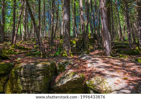 Warsaw Caves Conservation Area Douro Ontario Canada in summer featuring forest and boulders covered with green lichen 