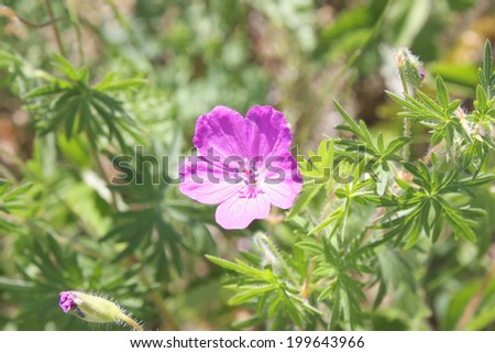 Blossom pink flower on the field, shallow depth of image definition