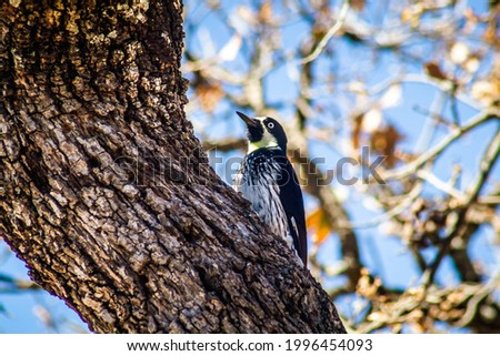 Acorn woodpecker in tree of México selective focus 