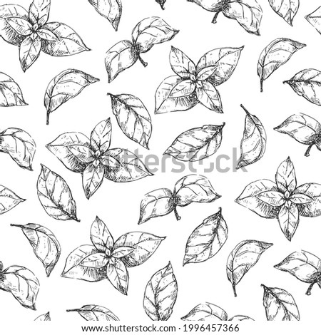 Basil grass seamless pattern on white background. Vector inking vintage style of illustration Royalty-Free Stock Photo #1996457366