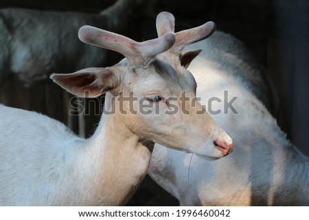 a white deer in close up