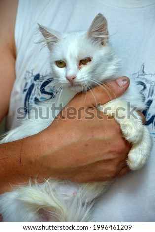 white fluffy cat with a sore eye on her arms in an animal shelter