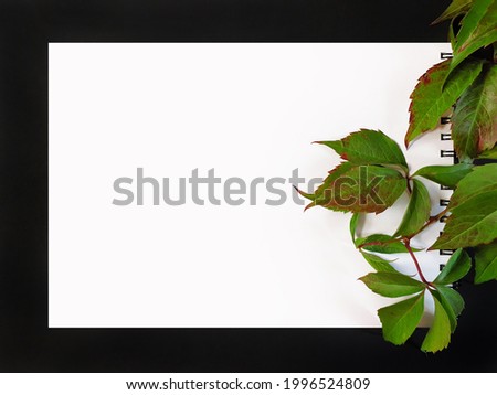 Empty white paper blank, spiral notepad with branch of wild grape on right side. Green leaves of maiden grape (Parthenocíssus quinquefolia). Black paper frame on background. Floral autumnal concept.