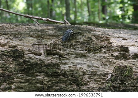 A closeup picture of a beetle on a log.