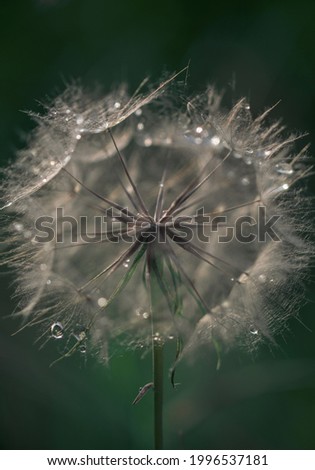 meadow salsify with drops in backlit 