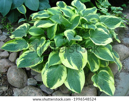 Hosta Brim Cup grows in a flower bed in  June. Royalty-Free Stock Photo #1996548524