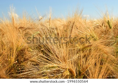 Yellow ripe wheat against the blue sky. Harvesting.
Rural landscapes in shining sunlight. Golden ears of rye 