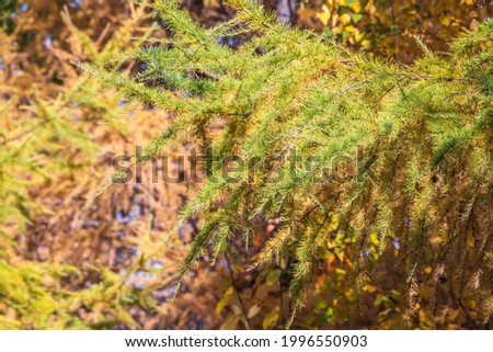 Larch branches in autumn on green and yellow leaves background. Autumn natural background