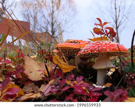 Fly agaric, easy to recognize for everyone! It's the most popular mushroom in the cartoons and so, nostalgic although it's not edible in the normal way!