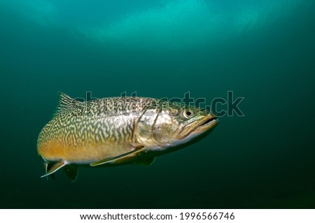Underwater photo of a tiger trout swimming in greenish water of Gruebelsee in Alps in Austria Royalty-Free Stock Photo #1996566746