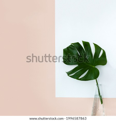 Monstera leaf in glass vase against white poster background. Scandinavian minimal interior design concept. Square format. Copy space