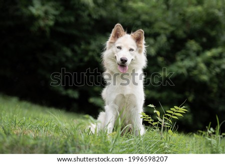 beautiful white husky dog posing for the camera in the park with the tongue out on the grass trees in the back 