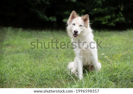 adorable white husky dog smiling to the camera on the grass in the park trees in the back 