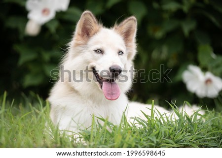 beautiful white husky dog lying on the grass in the park with the tongue out 