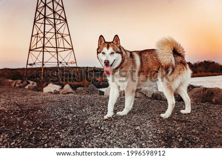 one adult siberian husky moving with the tongue out by the river with an energy tower in the background during golden hour, negative space