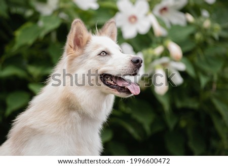 white husky dog with the tongue out looking up flowers in the back 