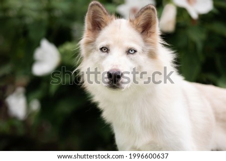 portrait of a white husky dog with bright blue eyes looking at the camera, flowers in the back 