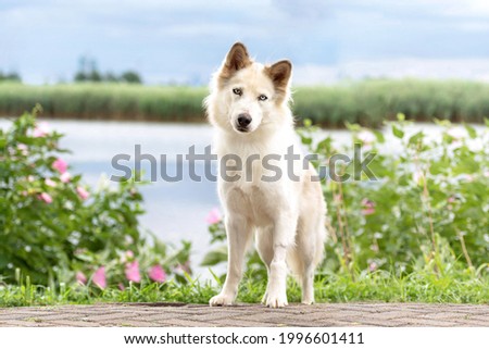 white husky dog walking posing for the camera in the park by a bush of flowers and a river in the back, blue sky