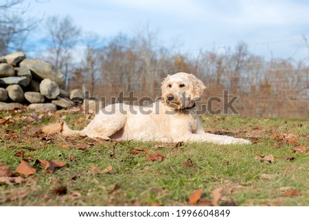 white poodle dog resting on the grass in a park dry leaves blue sky autumn 