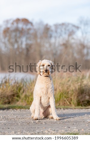 white poodle dog posing for the camera looking at the camera in the park dry trees blue sky in the background