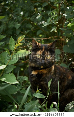               a cat is walking in the garden. A domestic cat in the garden                 