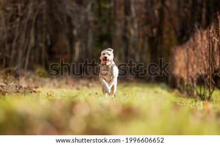 white poodle runing towards the camera smiling happy, green grass, sunny afternoon 
