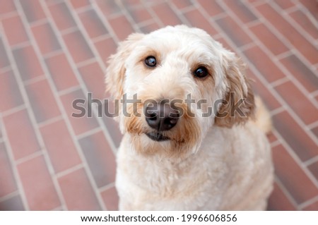 portrait of one cute white poodle dog looking at the camera with a brick floor in the background