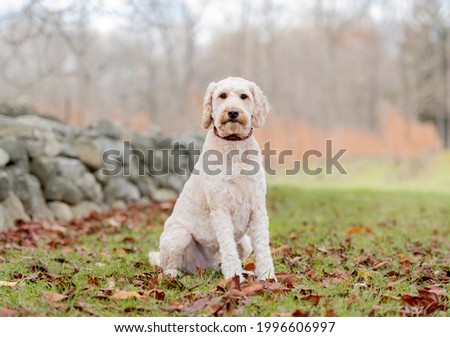 adorable white poodle dog posing for the camera on the grass by a rock wall in the park, cold day, dry trees in the back 