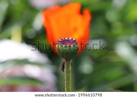 Flower with orange petal and green leaf

