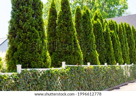 Emerald cedar evergreen trees, also known as Thuja occidentals Smaragd, provide year round privacy along a driveway. Royalty-Free Stock Photo #1996612778