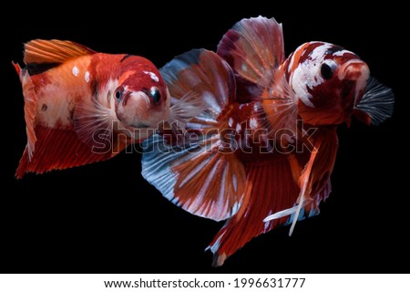 Pair Of Galaxy Candy Betta Fish
