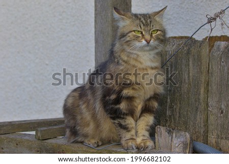 A domestic cat perched on the rough wooden railing of a village house. Pets outdoors. Close-up. 