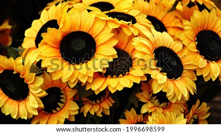 sunflower plants as a background