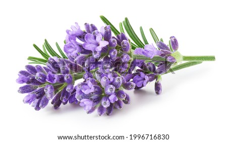 Lavender flowers isolated on white background   Royalty-Free Stock Photo #1996716830