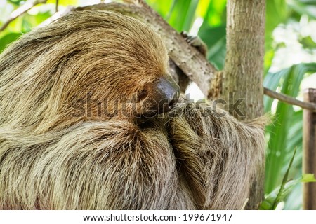 Linnaeus's two-toed sloth (Choloepus didactylus), also known as the southern two-toed sloth or unau.