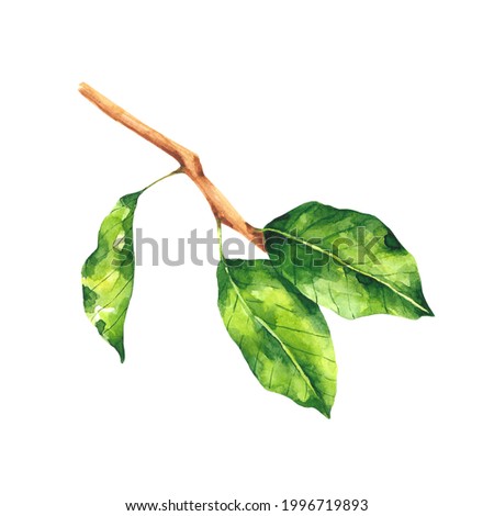 Watercolor pear tree branch with green leaves. Botanical illustration isolated on white background. Foliage branch clip art.
