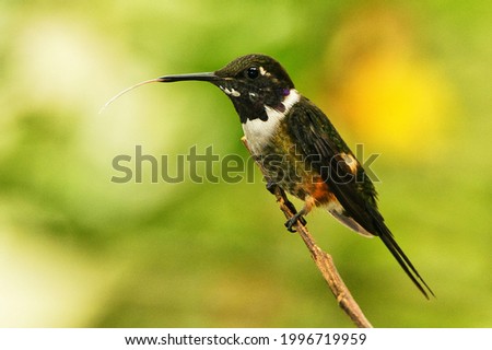 A beautiful hummingbird perched on a tree branch eating