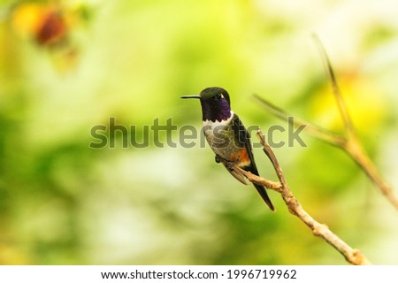 Beautiful small hummingbird on a tree branch