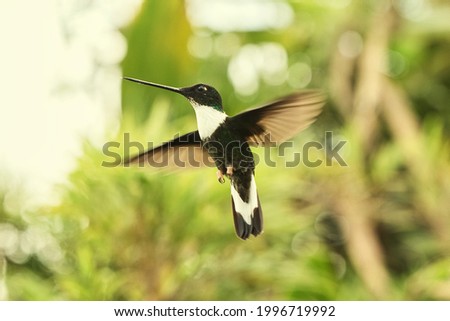 A hummingbird flying with its wings spread through the forest