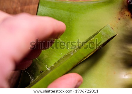 A cut aloe vera leaf between the fingers with threads of mucus.
