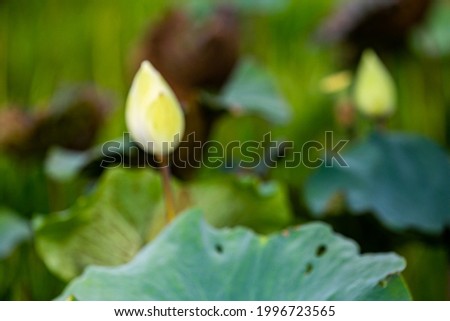 Blurred photograph of lotus flowers