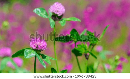 flowering meadow. Wild red clover flower isolated, Trifolium pratense, with green background. Red Clover, in a typical meadow environment. delicate flower close-up. macro nature.