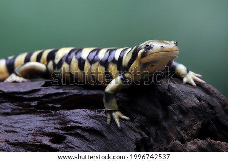 Tiger salamander (Ambystoma tigrinum) one of the largest salamanders on wood.