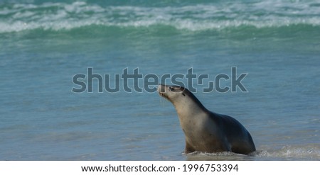 Cute seal on a beach in Kangaroo Island