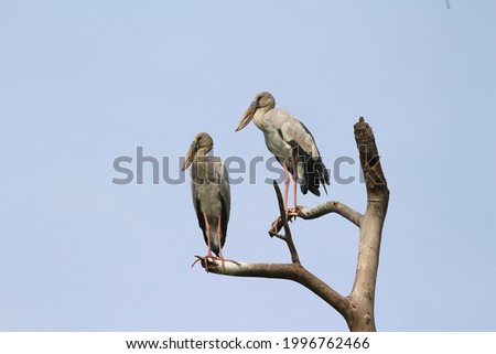 Openbill​ stork birbs​ scratching on a dry branch. It's a beautiful picture of nature 