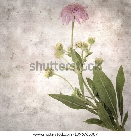 stylish textured old paper square background with Mountain scabious, Pterocephalus dumetorus