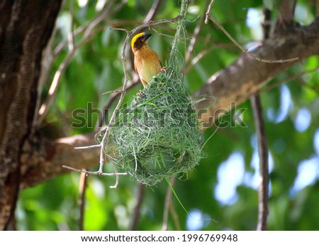 Yellow sparrow perched on​ the​ nest. It's a beautiful picture of nature 