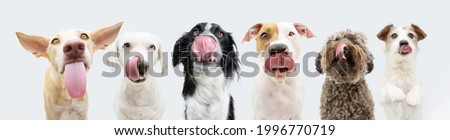 Banner six hungry dogs licking its lips with tongue out waiting for eat food. Isolated on white background Royalty-Free Stock Photo #1996770719