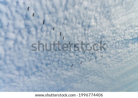 Flock of birds in V-formation flying high in the sky on the background of soft white clouds