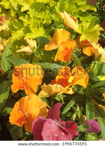 Pansies start to wilt as the day gets hotter